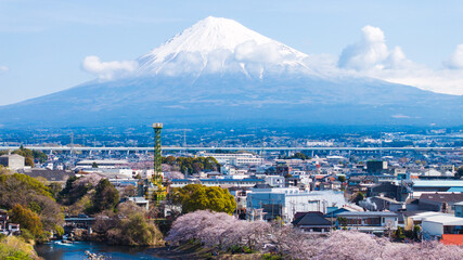 Obraz premium Mount Fuji Cherry Blossom City Panorama