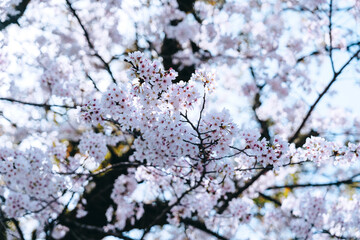Fototapeta premium Close-up of Cherry Blossom Petals