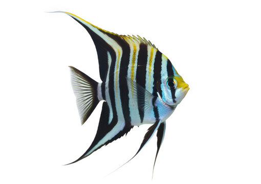 Yellow and black striped fish with long fins swimming right aquarium isolated on a transparent background