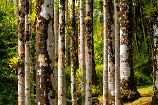 A sunny tropical botanical garden on the Caribbean island of Martinique (a French overseas department) featuring giant bamboo plants, palm trees, and ferns. Lush vegetation in many shades of green.