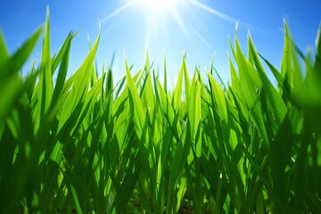 Fototapeta premium Green grass blades swaying gently in sunlight on a sunny day outdoors