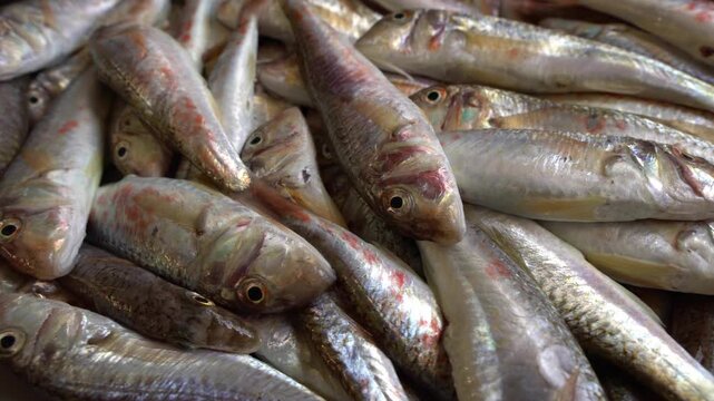 Mullus barbatus, red mullet is found in the Mediterranean Sea. Fresh fish
