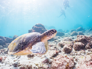 Obraz premium アオウミガメ, ウミガメ科, 英名学名：Green Turtle, Green Sea Turtle, Chelonia mydas, 東京都伊豆諸島式根島-2025 式根島は東京都心から南へ160km。 外周12kmの小さな有人島。 温かい黒潮が当たり水温と水質が高い。 また、リアス式の入り組んだ入り江が多く、海水浴や釣りが盛ん。 温泉島としても有名。海際に多くの無料露天風呂がある。 