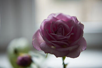 różowa róża  © Marcin Łazarczyk