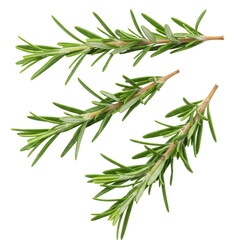 Fototapeta premium Sprigs of fresh rosemary isolated on transparent background