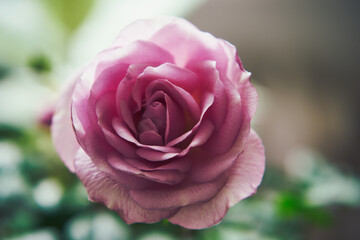 różowa róża  © Marcin Łazarczyk