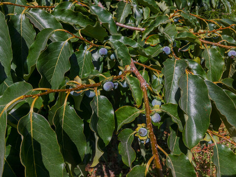 Fresh small fruits of the lotus tree. Caucasian persimmon (Diospyros lotus), also known as date plum. Date-plum, Caucasian persimmon, lilac persimmon or diospyros lotus - widely cultivated fruit. 