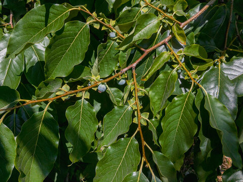 Fresh small fruits of the lotus tree. Date-plum, Caucasian persimmon, lilac persimmon or diospyros lotus - widely cultivated fruit. Caucasian persimmon (Diospyros lotus), also known as date plum.