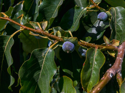 The fruits of Caucasian persimmon (Diospyros lotus), also known as date plum. The small fruits are dark blue with a bluish coating, in color, with a sweet taste.