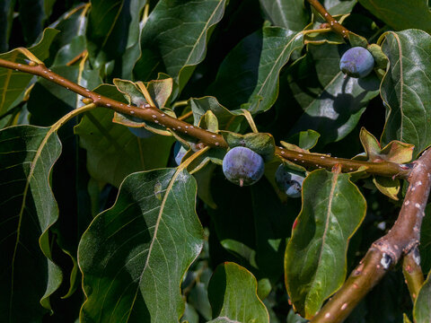 The small fruits are dark blue with a bluish coating, in color, with a sweet taste, reminiscent of a mixture of dates and plums. The fruits of Caucasian persimmon (Diospyros lotus)
