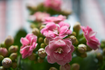 Kalanchoe Blossfelda, Kalanchoe blossfeldiana © Marcin Łazarczyk