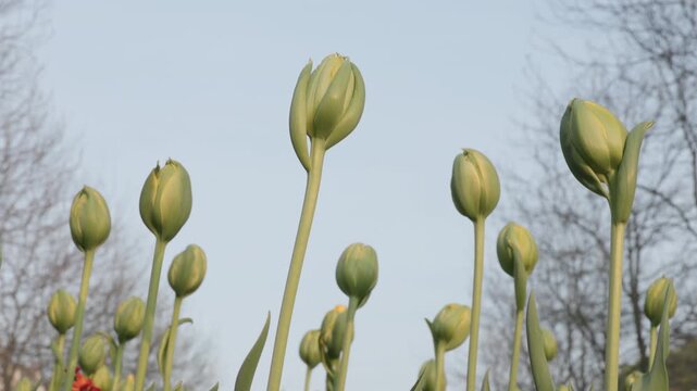 Close-up of Green Tulip Buds in a Spring Garden Against a Clear Blue Sky with Soft Bokeh Background