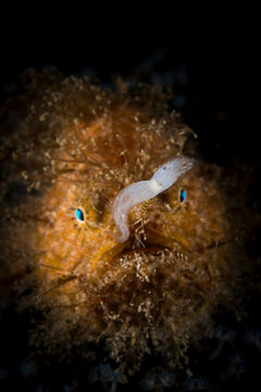 Hairy frogfish Antennarius striatus underwater in Lembeh Strait Indonesia
