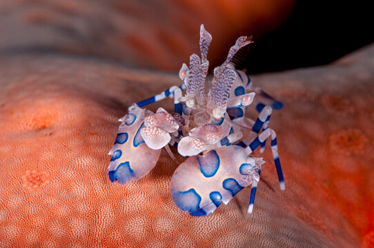Harlequin shrimp Hymenocera picta macro on coral reef Lembeh Indonesia
