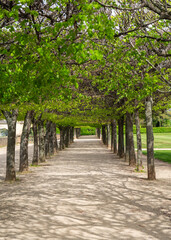 Fototapeta premium Park pathway with trees in Dresden, Germany. Outdoor space for walking, recreation, healthy lifestyle and leisure activity in city environment.