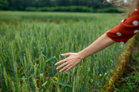 Curly haired woman in red polka-dot blouse touching wheat field