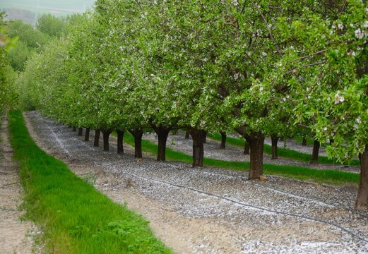 Campo de almendros en C&oacute;rdoba. Espa&ntilde;a.