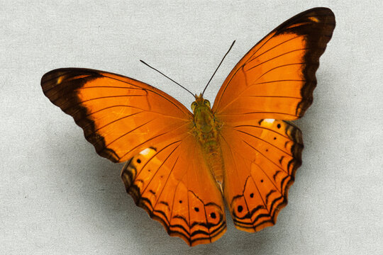 Malay Yeoman butterfly wings on grey background
