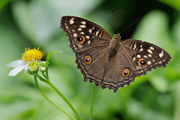 Obraz premium Lemon Pansy butterfly perched on small white flower