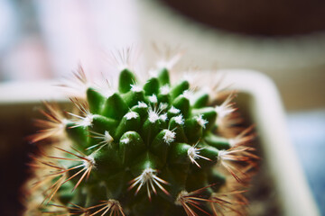 kaktus  © Marcin Łazarczyk