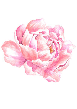 Watercolored Pink Flowers Peony Rose Blooming 