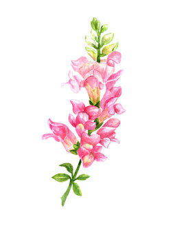 Watercolored Pink Flowers Snapdragon bloom