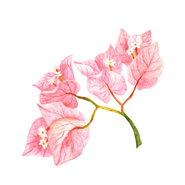 Watercolored Pink Flowers Bougainvillea