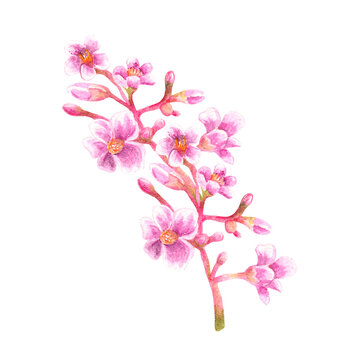 Watercolored Pink Flowers Balimbing tree