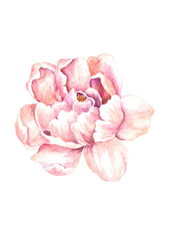 Watercolored Pink Flowers Peony Bloom Wedding