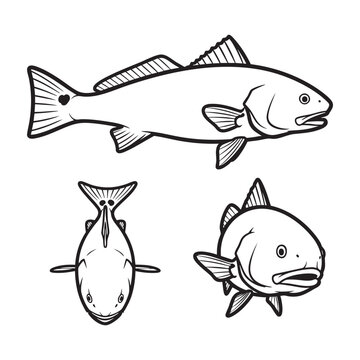 Redfish Red Drum Tail Spot Three View Bold Line Art Vector Set