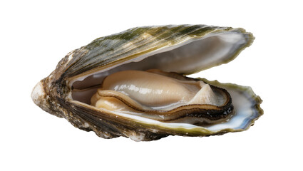 Fresh raw open oyster, showcasing succulent meat for a healthy gourmet seafood meal © Stefan