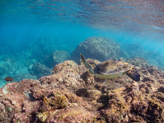 Obraz premium アオウミガメ, ウミガメ科, 英名学名：Green Turtle, Green Sea Turtle, Chelonia mydas, 東京都伊豆諸島式根島-2025 式根島は東京都心から南へ160km。 外周12kmの小さな有人島。 温かい黒潮が当たり水温と水質が高い。 また、リアス式の入り組んだ入り江が多く、海水浴や釣りが盛ん。 温泉島としても有名。海際に多くの無料露天風呂がある。 