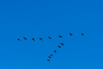 Gänse Flugbild © Xaver Klaussner