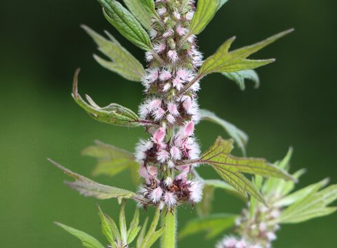 Wild medicinal plant Leonurus cardiaca (motherwort)