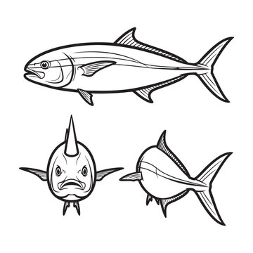 Greater Amberjack Amber Stripe Three View Bold Line Art Vector Set