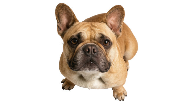 Fawn French Bulldog puppy looking up directly at camera with an alert expression