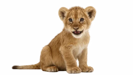 Fotobehang Leeuw Adorable baby lion cub sitting and looking directly at camera with a cute open-mouth expression  © Natasha