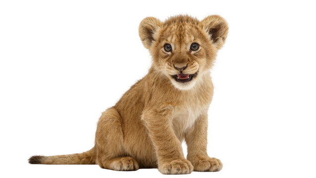 Adorable baby lion cub sitting and looking directly at camera with a cute open-mouth expression
