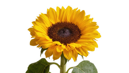 Fototapeta premium Beautiful Helianthus annuus sunflower with lush yellow petals and dark brown disc