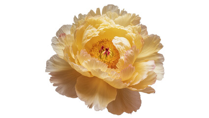 Lush yellow peony bloom with delicate petals and vibrant stamens, elegant floral design element © Stefan