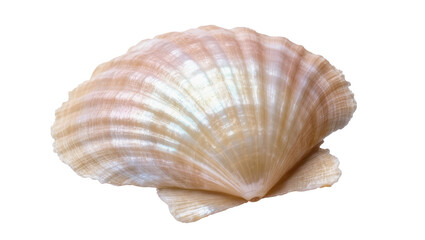 Close-up of a beautiful light beige scallop seashell with natural ribbed texture and subtle iridescence © Federica