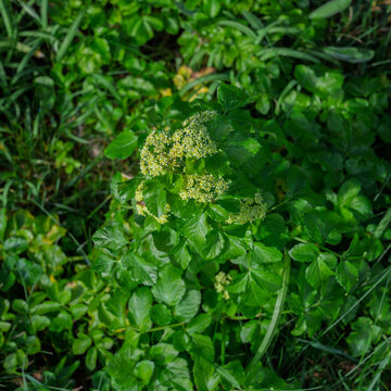 Alexanders plant gowing in  a hedgerow
