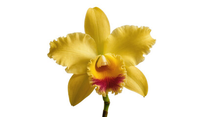Vibrant yellow Cattleya orchid blossom showing intricate details and colorful lip © Stefan