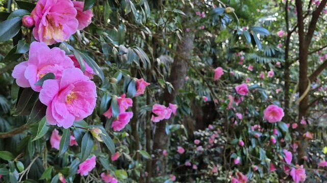 Close-up of pink Camellia flowers on branches dancing in the wind, copy space with background flowers, 4K 60 fps