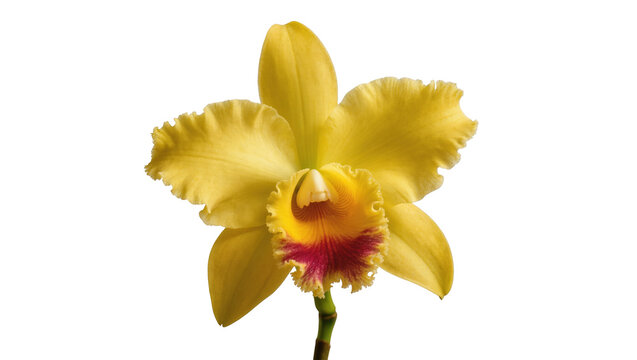 Vibrant yellow Cattleya orchid blossom showing intricate details and colorful lip