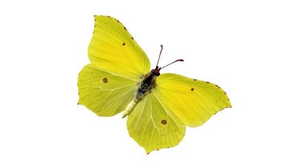 Beautiful vibrant yellow butterfly with spotted wings captured in a clear detailed close-up image © Federica
