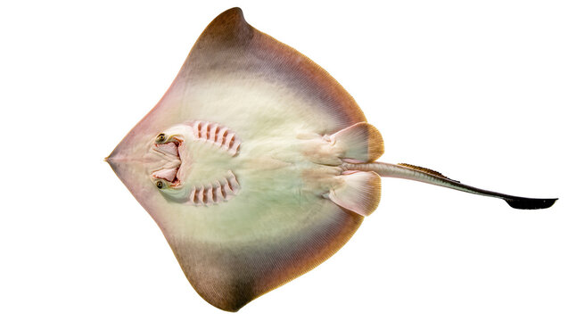 Close up underside view of a fascinating stingray swimming showing its mouth and gills