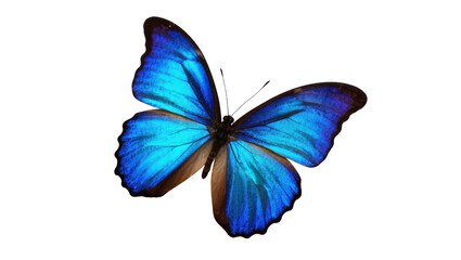 Close up of a vibrant blue butterfly with iridescent wings, a beautiful tropical insect © Federica