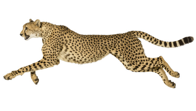 Wild cheetah in dynamic full-body leap, showcasing incredible speed and athletic power