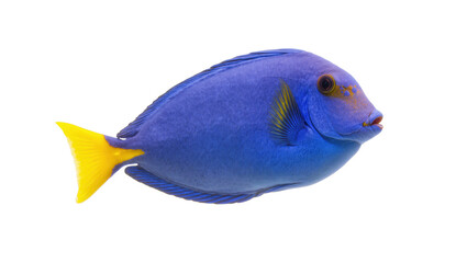 Beautiful vibrant blue tang tropical fish with striking yellow tail and fins underwater © Stefan